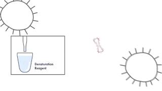 Watch QIAGEN’s digene HC2 HighRisk HPV DNA Test [upl. by Oliva]