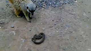 Meerkat vs Snake [upl. by Severson657]