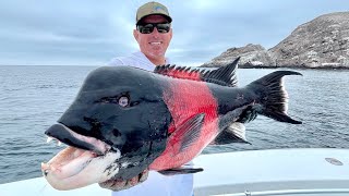 Giant Pacific Sheepshead Catch Clean and Cook [upl. by Laroc30]