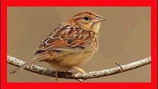 Bachmans Sparrow Song Bachmans Sparrow Call  Chingolo De Bachman Canto  Peucaea Aestivalis [upl. by Erwin]