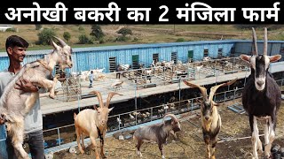 ऐसा अनोखा दो मंजिला बकरी फॉर्म आपने देखा नहीं होगा Goat Farming  Saanen Goat  Alpine Goat [upl. by Noman]