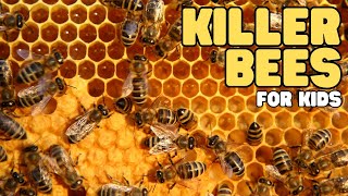 Killer Bees for Kids  Learn all about these Africanized honey bees [upl. by Elwira]