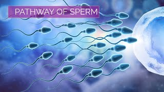 Pathway of Sperm  Male Reproductive System [upl. by Ume]