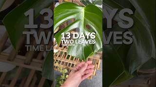 2 leaves monstera time lapse monstera houseplants planttimelapse [upl. by Coppins]