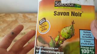 PUCERON  Lutte grâce au SAVON NOIR naturel Agriculture biologique [upl. by Stutman]