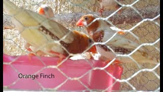 Finches Group Breeding Orange Mutation  Collective Videos 1 [upl. by Barcroft]