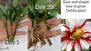 How to grow dahlia flower  Dahlia Propagation from cuttings  how to grow dahlia from cutting [upl. by Ahsuoj]