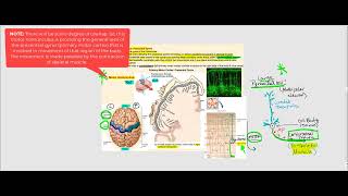 Lecture Video 8 The Brain [upl. by Ecneps]