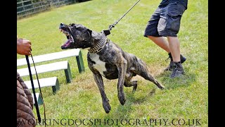 YACANTO DE LA ARENA PresaDogo Canario working dog schutzhund alano züchter Welpen K9 Diensthund [upl. by Annerb910]