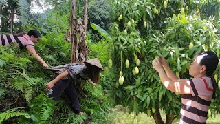 The hardship of picking mangoes to sell and returning home was robbed of all the money [upl. by Larok]