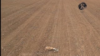 Campeonato en cercon de galgos y liebre galgosdron dji drongalgo katudron galgueros dron [upl. by Annovahs985]