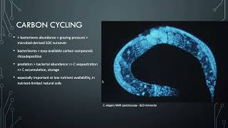 Lesson 73  Bacterial feeding nematodes in nutrient cycling [upl. by Ihcehcu960]