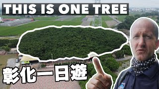 這是台灣最大的樹嗎？彰化九龍大榕公  THE SINGLE TREE WITH A WHOLE COMMUNITY UNDERNEATH IT  有中文字幕 [upl. by Syman]