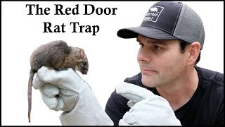 The Red Door RodentCatcher Trap Caches a Pack Rat In The Barn Mousetrap Monday [upl. by Charleen]