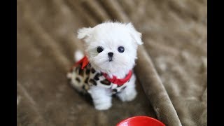 MUST WATCH LOOK HOW CUTE THIS MALTESE IS Teacup Puppy [upl. by Derick]