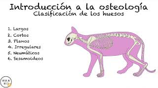 Osteología Veterinaria Introducción  Anatomía Veterinaria [upl. by Ennayehc]