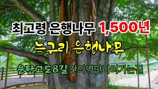 꼭가봐야할곳 1500년 늑구리은행나무 운탄고도8길코스 간이역만나러가는길 [upl. by Elleon]