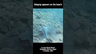 4K Stingray appears on the beach shorts snorkeling redsea hurghada stingray 가오리 이집트 [upl. by Nitsuga]