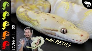 Super Dwarf Reticulated Python The Best Pet Snake [upl. by Crespo]