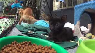 RSPCA Qlds Kitten Fix for Valentines Day [upl. by Aznola]