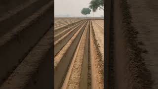 B A F potato planter aalu bubayi machine B A F Agrofield Sadabad [upl. by Darton]