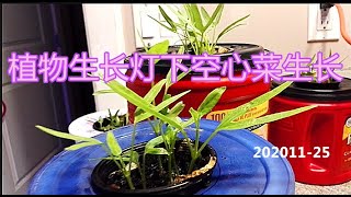 植物生长灯下空心菜生长 [upl. by Lorilee]