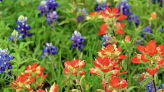 Where to see Texas wildflowers this season [upl. by Ruskin]