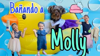 BAÑAMOS A MI PERRITA MOLLY [upl. by Ennylyak]