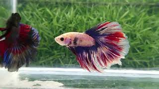 Rosetail Betta Fish [upl. by Llesram]