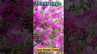 Texas Sage Flower  Texas Ranger Plants  Silver leaves Plants [upl. by Akiemaj689]