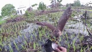 Hunting With Crested Goshawk quotSpeedyquot October 16 2017 [upl. by Cacie]