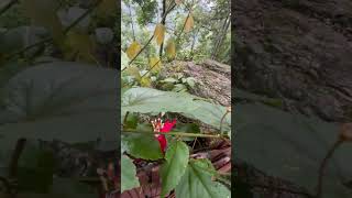 Munthum Village HomestayKalimpong kalimpongtourism kalimpong shorts shortvideo iphone15promax [upl. by Tomlinson]