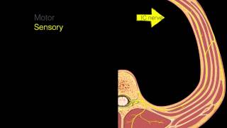 Intercostal nerves [upl. by Nannah]