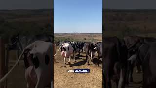 Aí onde voce está qual a melhor gado fazenda agrobusiness gadodeleite vaca [upl. by Gerstner125]