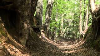 Visit the Natchez Trace Parkway [upl. by Adnoraj439]