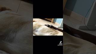 Pisolino di riscaldamento 😬😂 canidivertenti labrador dog pets divertente [upl. by Anilehs]