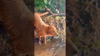 Having a conversation about dinner with my Golden Retriever sierranevada goldenretriever dogs [upl. by Lars]