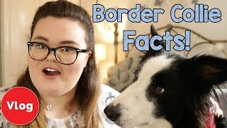 7 Border Collie Breed Facts Everything You Need to Know About Border Collie Personality and Traits [upl. by Reave]