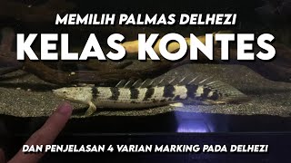 Tips Memilih Polypterus delhezi Kelas Kontes [upl. by Atsylak251]