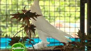 Documentary on different exotic breeds of pigeon grown in the terrace [upl. by Abate298]