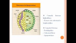 Lipidograma [upl. by Photima]