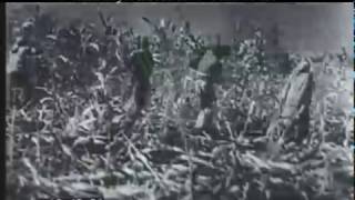 Ploughing And Harvesting India 1930s  Film 97457 [upl. by Rangel]