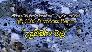 Udumbara Flowers I ඡීවිතයටම එකම වතාවකට බලන්න පුඑවන් අවු 3000 ට සැරයක් පිපෙන උදුම්බරා මල් [upl. by Streetman]