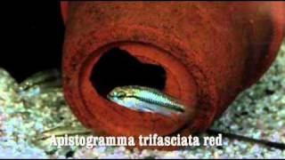 Apistogramma trifasciata red [upl. by Enairb]