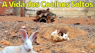 Os Coelhos Gigantes Soltos no Quintal [upl. by Ahsinrev]