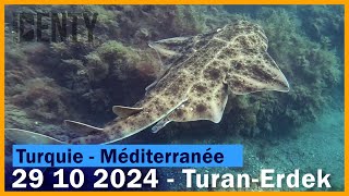 Incroyable rencontre avec un Ange de Mer en Chasse sousmarine 2024 Turquie mer de Marmara [upl. by Negiam]