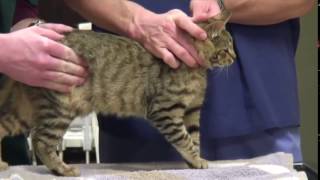 veterinary abdominal palpation cats [upl. by Tibbetts949]