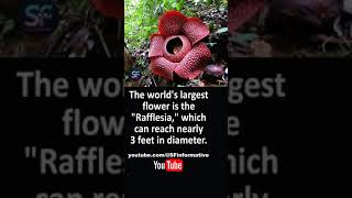 Rafflesia The World’s Largest Flower [upl. by Fallon946]