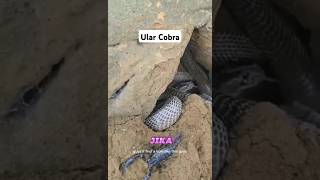 Ular dalam lobang berbisa shorts snake animals [upl. by Gothurd]