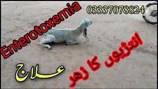 Enterotoxemia Antrion ka zehr byDrMobeen Vet Lectures03337078824 [upl. by Eerbua250]